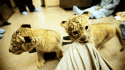 The Best of Tumblr Blog - 1000notes.com