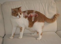 benbarnesistheswanqueen:  klukluxkallum:  a cat with bacon taped