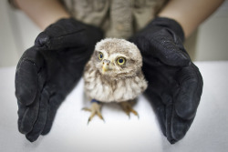 denverpost:  Animal Photo of the Day A veterinarian  stretches