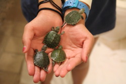 a WHOLE HANDFUL of mini turtles :DDDD