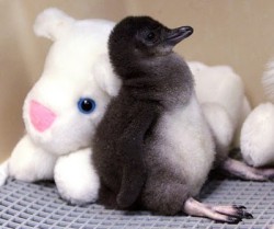 sexinthelibrary:  A two-week-old Little Penguin rests against