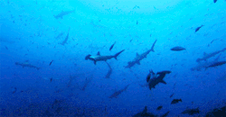 rickymaiola:  SHARKS! <3