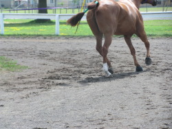 love-smiles-horses-bailey:  Any Minute Now aka Calvin @ the Eastern