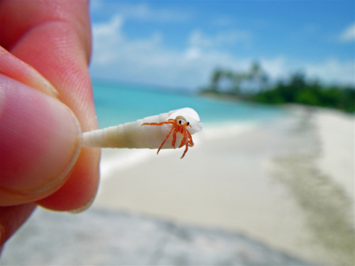 anoceanactivist:  Microcrab (by sleepychinchilla)  AAAAAAAAAAAAAAAAAAAAAAASDFJK <3