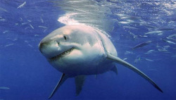 mothernaturenetwork:  Sharks in short supply: Great White population