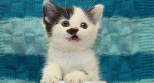 charlieg0210:  apparently in the UK, there’s a cat that won’t get adopted because it looks like hitler. :(  I DEMAND TO KNOW WHERE THIS CAT IS SO I CAN ADOPT IT. DEAR GOD ITS SO CUTE.