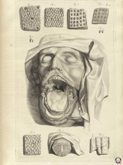 metalonmetalblog:  Govard Bidloo (1649 - 1713) human Tongue anatomy