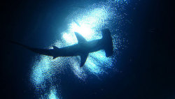 mothernaturenetwork:  Shark attacks spike on new moons, SundaysThe