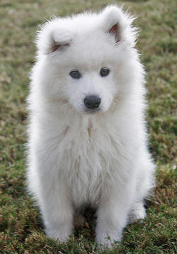 If I get a dog it’ll be one of these