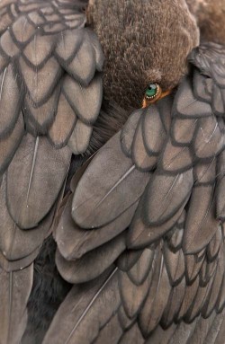 magicalnaturetour:  Double-crested Cormorant ~ Photo by Amy Marques