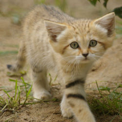 urone:  スナネコ（Sand Cat） : スナネコ（Sand Cat）の画像・写真集【世界最小の野生猫】