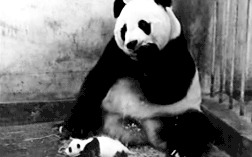The moment when a baby panda sneezes, and it scares the momma