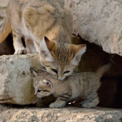 urlesque:  A rare baby Sand Cat was born to Israel’s Safari