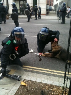 -insomniaticdreams:  Police Dog being treated after having been