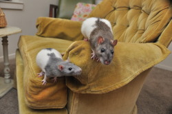 effyeahrats:  My girls, Petra on the left and Maruu on the right.