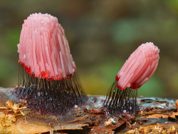 electricorchid:  Stemonitis fusca is a rather marvelous species of slime mold that carries its jelly-like spore-forming fruiting bodies on curious stilts | photo by Nick Cantle |    Woah&hellip; that&rsquo;s&hellip; that&rsquo;s super cool.