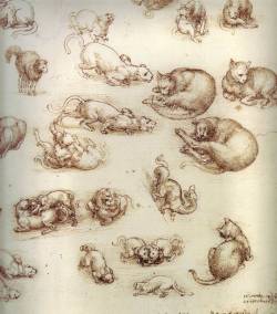 fuckyeaarthistory:  Leonardo da VinciStudy of Cats and other