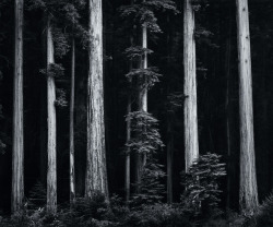 Redwoods, Bull Creek Flat, Northern California photo by Ansel