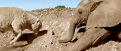 magalomania:  switchbladesmile: Themba, the baby elephant, lost