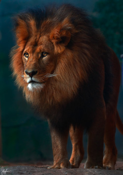 llbwwb:  Lion King , by Jeffrey Lee   not for long….His
