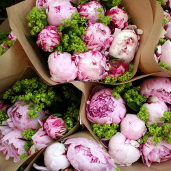 bloomista:  ex-oti-c:  lushclub:  love em   peonies are tumblah