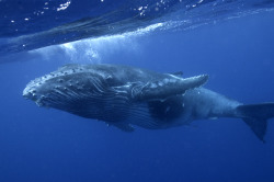 animalsareforlovers:  World’s Loneliest Whale Sings at the