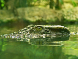 theanimalblog:  Crocodile’s eye (by Tambako the Jaguar) 
