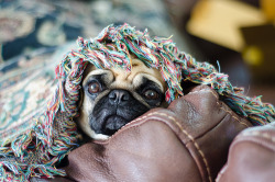 wombatarama:  Undercover Pug (by zane.hollingsworth) 