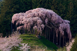 rainbowsandwitheringwinters:  Sakura This tree is over two hundred