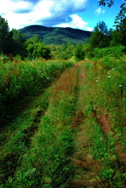 twisting:  This is at the base of Greylock the highest peak in