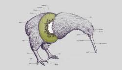 urhajos:  ‘Kiwi Anatomy’ by Will McDonald  Heh, a friend