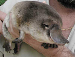 mira a perry @isiita_r fat-animals:  A platypus that is fat.