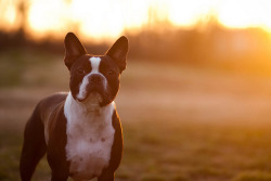 handsome dogs for you in these trying times