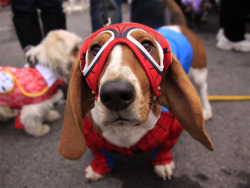 bunnyfood:  Spider Basset 