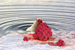 sparklewench:  polar bears really like raspberries 