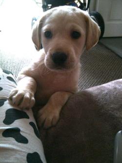 My mums new puppy <3Her name’s Molly! She is absolutely