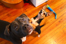 fuckyeahpitbullterriers:  Mariah and Frankie.  Guess who runs
