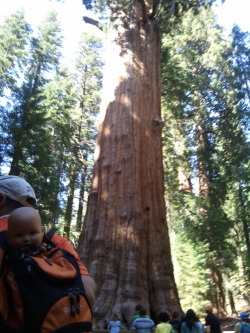Largest (by volume) tree in the world and a fake baby in a backpack.