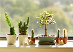 zoomko:  My little garden by {JooJoo} on Flickr.