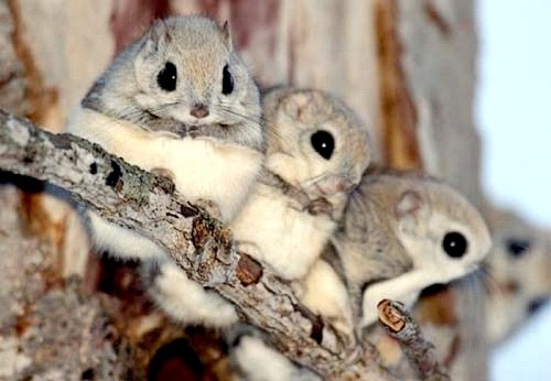  The Japanese dwarf flying squirrel (Pteromys momonga; Japanese: ニホンモモンガ; Hepburn: Nihon momonga) is a type of flying squirrel. Its body is 14–20cm long and the tail length is 10–14cm. It weighs 150–220g. It is much smaller than the