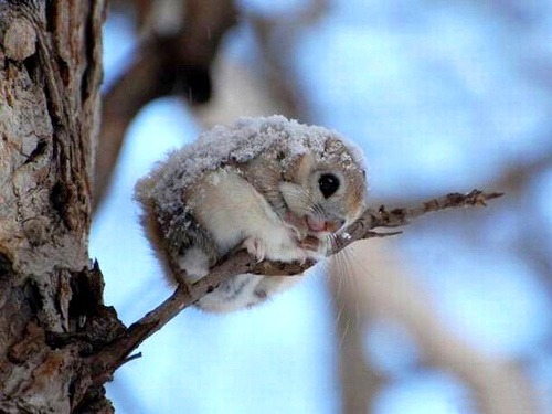  The Japanese dwarf flying squirrel (Pteromys momonga; Japanese: ニホンモモンガ; Hepburn: Nihon momonga) is a type of flying squirrel. Its body is 14–20cm long and the tail length is 10–14cm. It weighs 150–220g. It is much smaller than the