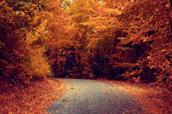 passingworld:  autumn road by Esben Bøg on Flickr. 