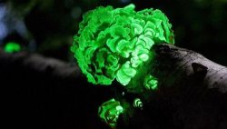 mothernaturenetwork:  Glow-in-the-dark mushroom rediscovered