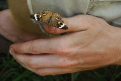 frolicingintheforest: This little butterfly stayed right with
