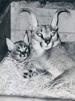   Caracal Lynx & Baby in London Zoo 1965  The caracal (Caracal