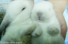 Oh. My. God.  That may be the cutest thing ever.  Sleepy Bunny!