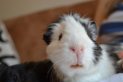 HERE TIS! the last time i thought i was re-blogging a guinea