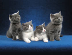 nerdjunkies:  Aww cute kittenz 