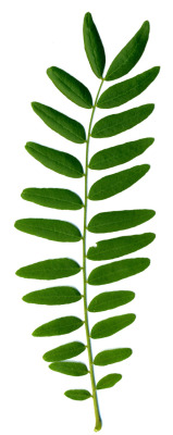 Melodiam