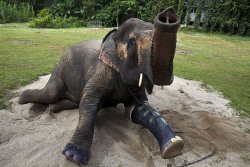 allcreatures:  Motala relaxes in the sun after receiving a prosthetic